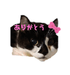ねこ大好き〜オペラ（個別スタンプ：10）