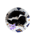 ねこ大好き〜オペラ（個別スタンプ：14）