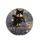 ねこ大好き〜オペラ（個別スタンプ：16）