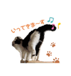 ねこ大好き〜オペラ（個別スタンプ：18）