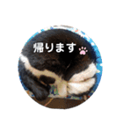 ねこ大好き〜オペラ（個別スタンプ：19）