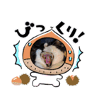ねこ大好き〜オペラ（個別スタンプ：24）