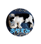ねこ大好き〜オペラ（個別スタンプ：28）