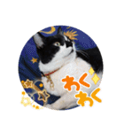 ねこ大好き〜オペラ（個別スタンプ：33）