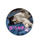 ねこ大好き〜オペラ（個別スタンプ：35）