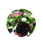 ねこ大好き〜オペラ（個別スタンプ：40）