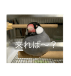 ピヨ吉〜2（個別スタンプ：24）