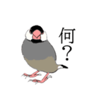 率直な文鳥（個別スタンプ：2）