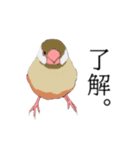 率直な文鳥（個別スタンプ：3）