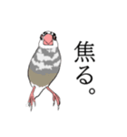 率直な文鳥（個別スタンプ：5）