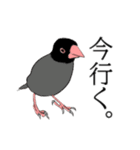 率直な文鳥（個別スタンプ：6）