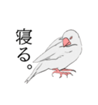 率直な文鳥（個別スタンプ：12）