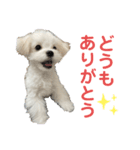 【嫁の笑顔が見たくって】ルル坊スタンプ☆（個別スタンプ：1）