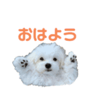 【嫁の笑顔が見たくって】ルル坊スタンプ☆（個別スタンプ：2）