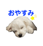 【嫁の笑顔が見たくって】ルル坊スタンプ☆（個別スタンプ：3）