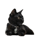 黒猫オレオのスタンプ（個別スタンプ：8）