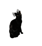 黒猫オレオのスタンプ（個別スタンプ：12）