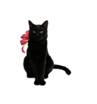黒猫オレオのスタンプ（個別スタンプ：21）