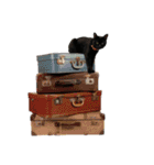 黒猫オレオのスタンプ（個別スタンプ：34）