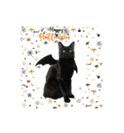 黒猫オレオのスタンプ（個別スタンプ：39）