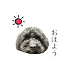 奈良県産ミックス犬りおん（個別スタンプ：10）