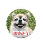 ちわわのポッキー実写3（個別スタンプ：1）