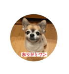 ちわわのポッキー実写3（個別スタンプ：2）
