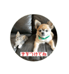 ちわわのポッキー実写3（個別スタンプ：4）