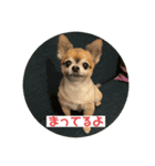 ちわわのポッキー実写3（個別スタンプ：5）