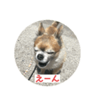 ちわわのポッキー実写3（個別スタンプ：9）