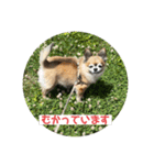 ちわわのポッキー実写3（個別スタンプ：10）