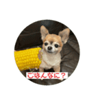 ちわわのポッキー実写3（個別スタンプ：11）