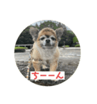 ちわわのポッキー実写3（個別スタンプ：12）