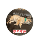 ちわわのポッキー実写3（個別スタンプ：13）