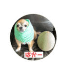ちわわのポッキー実写3（個別スタンプ：14）