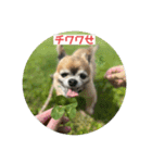 ちわわのポッキー実写3（個別スタンプ：16）