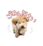 我が家のノアたん。（個別スタンプ：2）