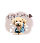 我が家のノアたん。（個別スタンプ：3）