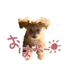 我が家のノアたん。（個別スタンプ：7）