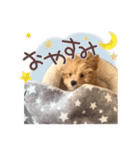 我が家のノアたん。（個別スタンプ：8）