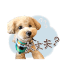 我が家のノアたん。（個別スタンプ：9）