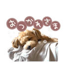 我が家のノアたん。（個別スタンプ：10）