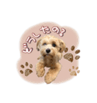 我が家のノアたん。（個別スタンプ：11）
