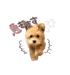 我が家のノアたん。（個別スタンプ：14）