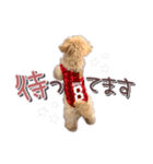 我が家のノアたん。（個別スタンプ：15）