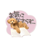 我が家のノアたん。（個別スタンプ：18）