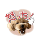 我が家のノアたん。（個別スタンプ：20）
