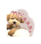 我が家のノアたん。（個別スタンプ：23）