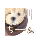 我が家のノアたん。（個別スタンプ：24）