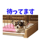 もこ吉（個別スタンプ：1）